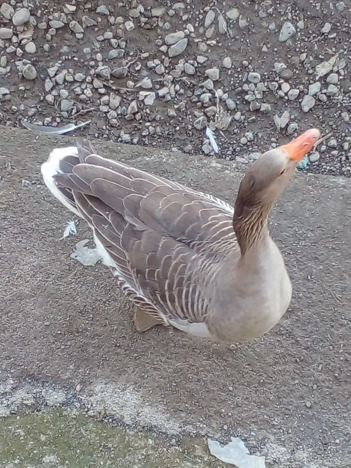 تخم غاز|حیوانات مزرعه|رشت, استقامت ۲|دیوار