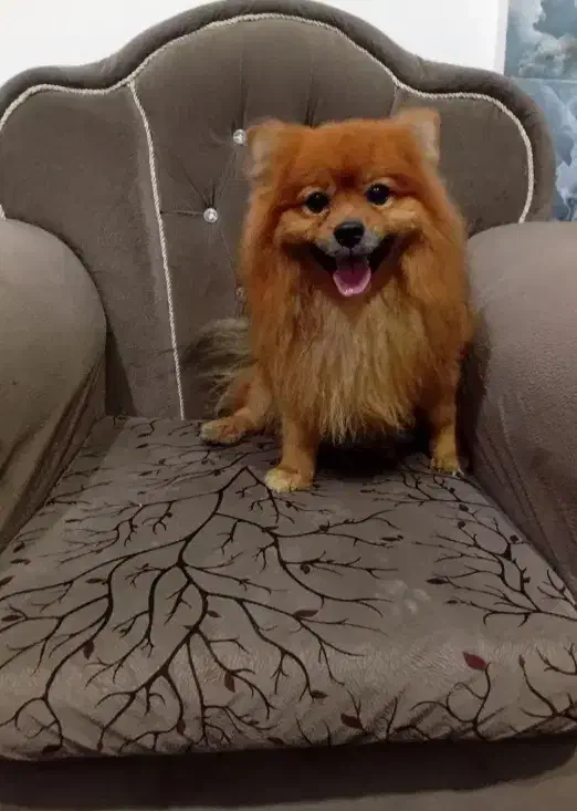 سگ نژاد دار واگذاری|سگ|مهریز, |دیوار