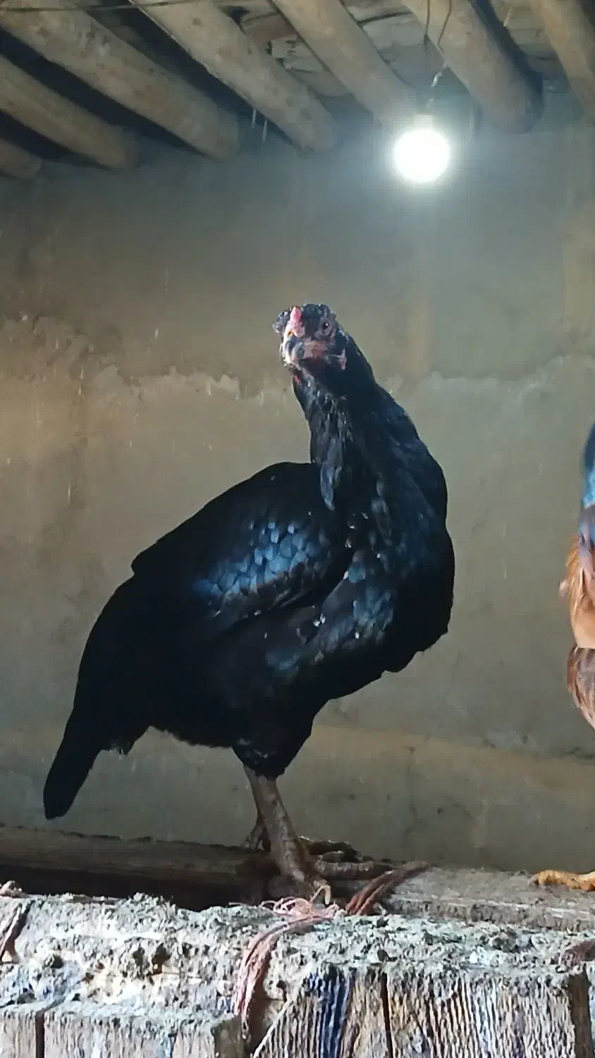 مرغ لاری|حیوانات مزرعه|فامنین, |دیوار