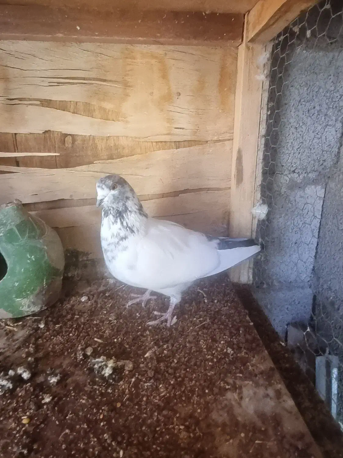 کبوتر پرشی|پرنده|طالقان, |دیوار