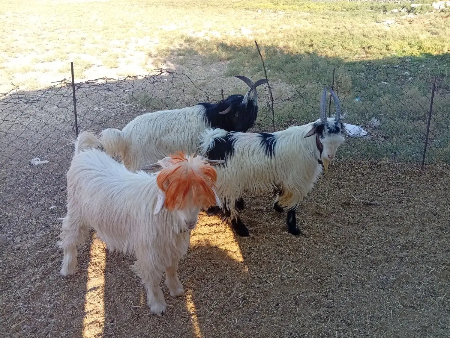 سه بیگ گله داری با ذو عدد بره داشتی|حیوانات مزرعه|مسجد سلیمان, |دیوار