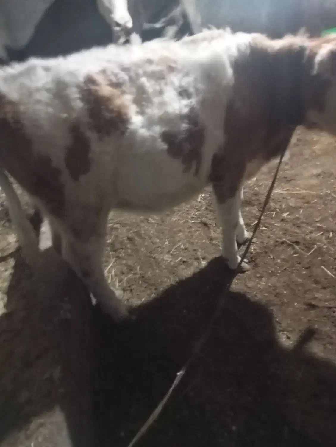 اصل سمیتال|حیوانات مزرعه|سیلوانه, |دیوار