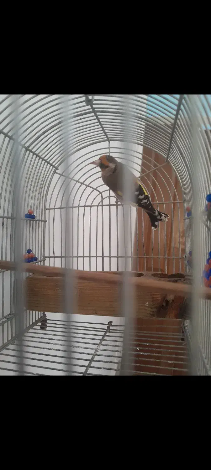 فروش یامعاوضه سهره دورگ|پرنده|شیراز, تاچارا|دیوار