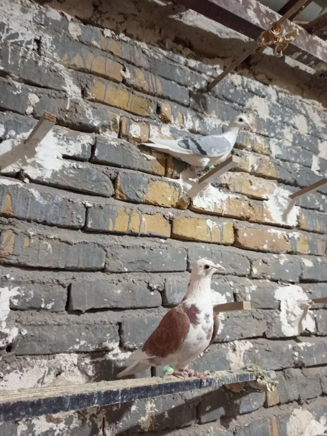 کویتی ماده|پرنده|تربت‌حیدریه, بالا ولایت|دیوار