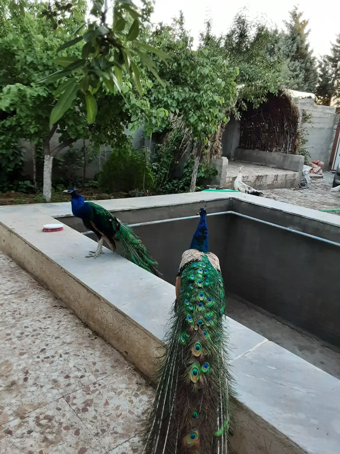 طاووس|پرنده|قزوین, |دیوار