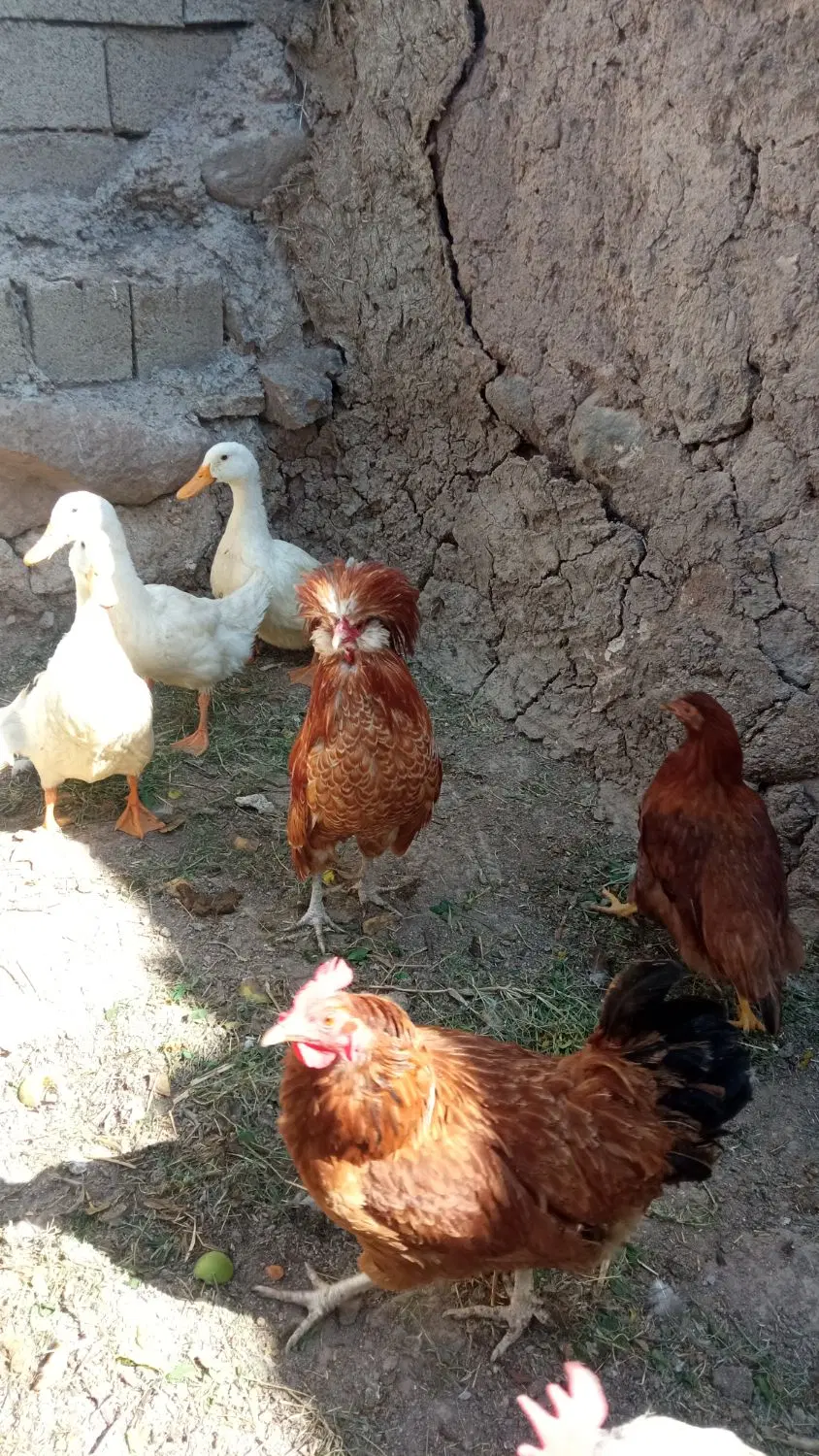 زینتی|حیوانات مزرعه|اردبیل, |دیوار