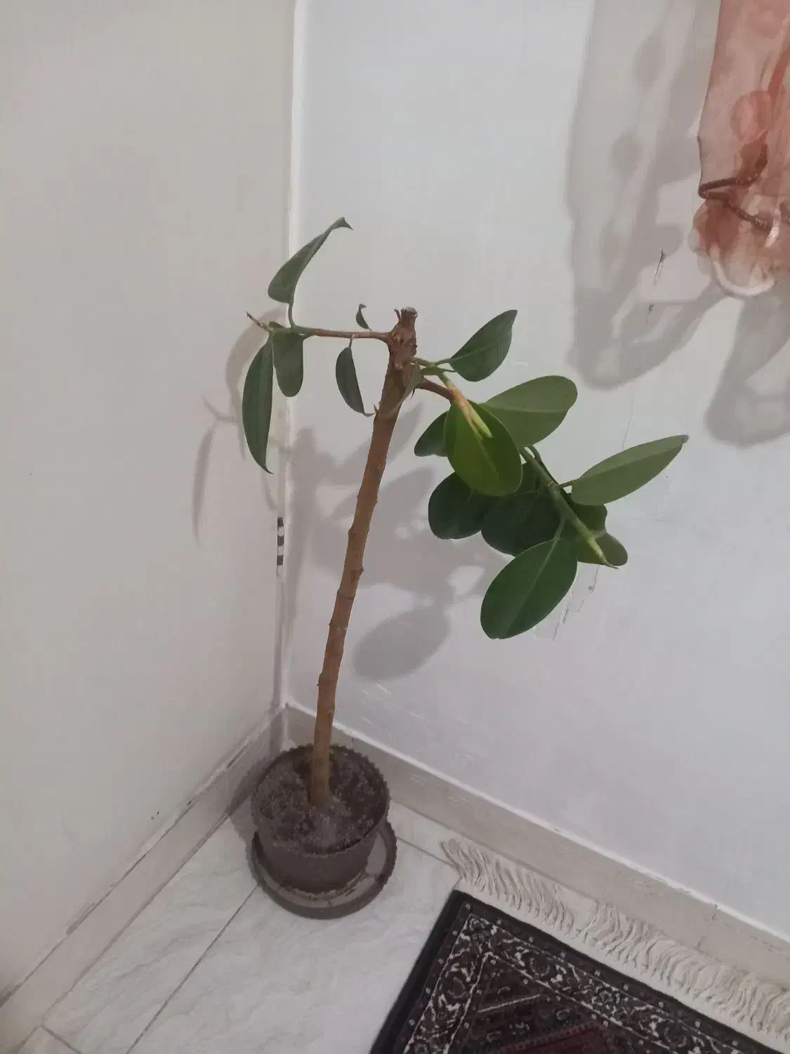 گل فیکوس|گل و گیاه طبیعی|زنجان, |دیوار