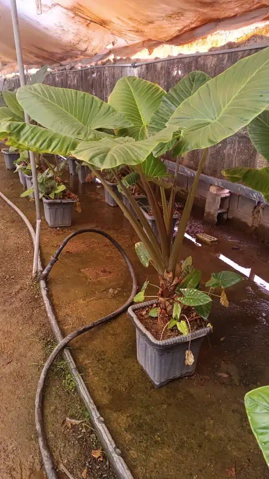 فروش فوری گل بابا آدم|گل و گیاه طبیعی|ری, حمزهآباد|دیوار