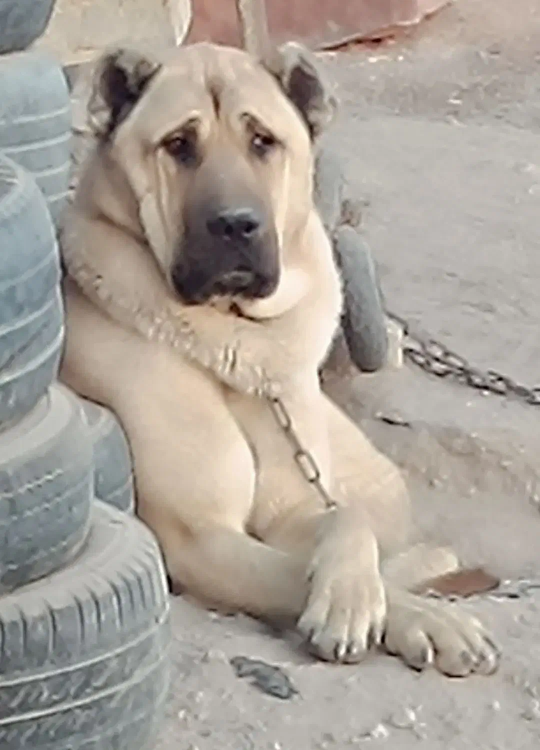 سگ سرابی خاص|سگ|شوط, |دیوار