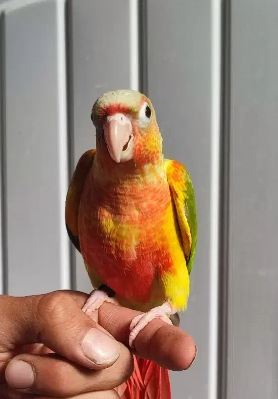 گرینچیک دستی اهلی سخنگو دبل رد قرمزی و کیفیت بالا|پرنده|بیرجند, |دیوار