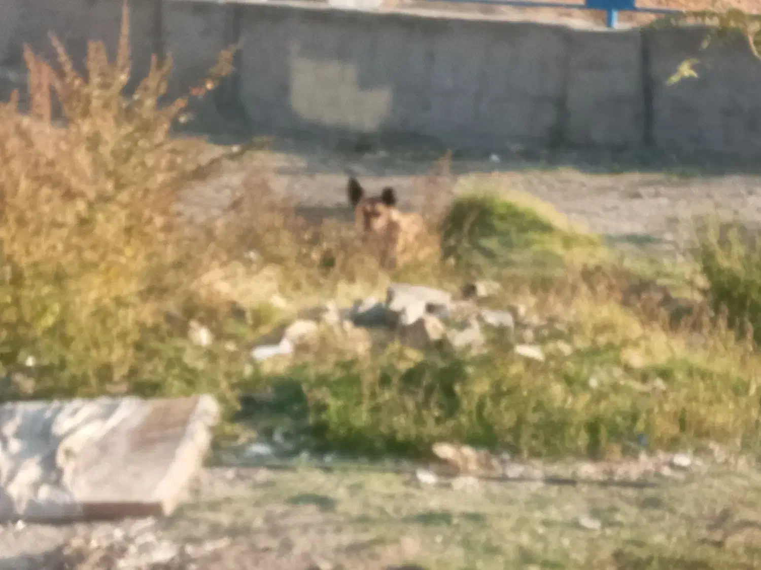 سگ ننه بابا دار خوب|سگ|تهران, سوهانک|دیوار