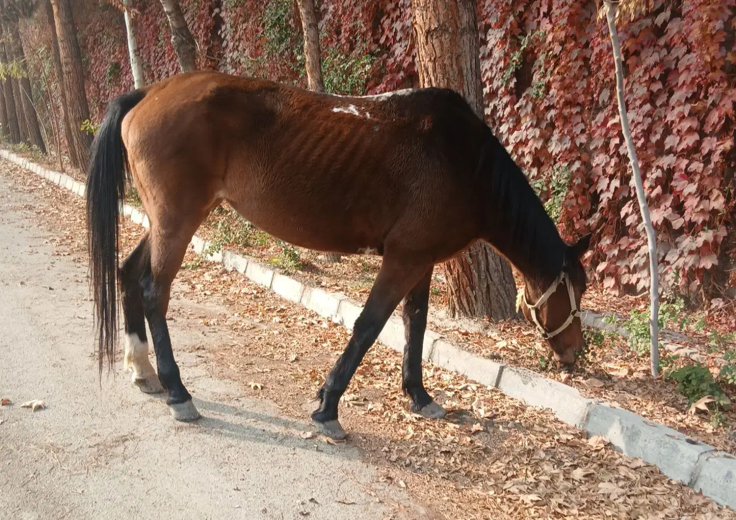 مادیان قدم آرام|اسب و تجهیزات اسبسواری|مشهد, شهرک صنعتی توس|دیوار