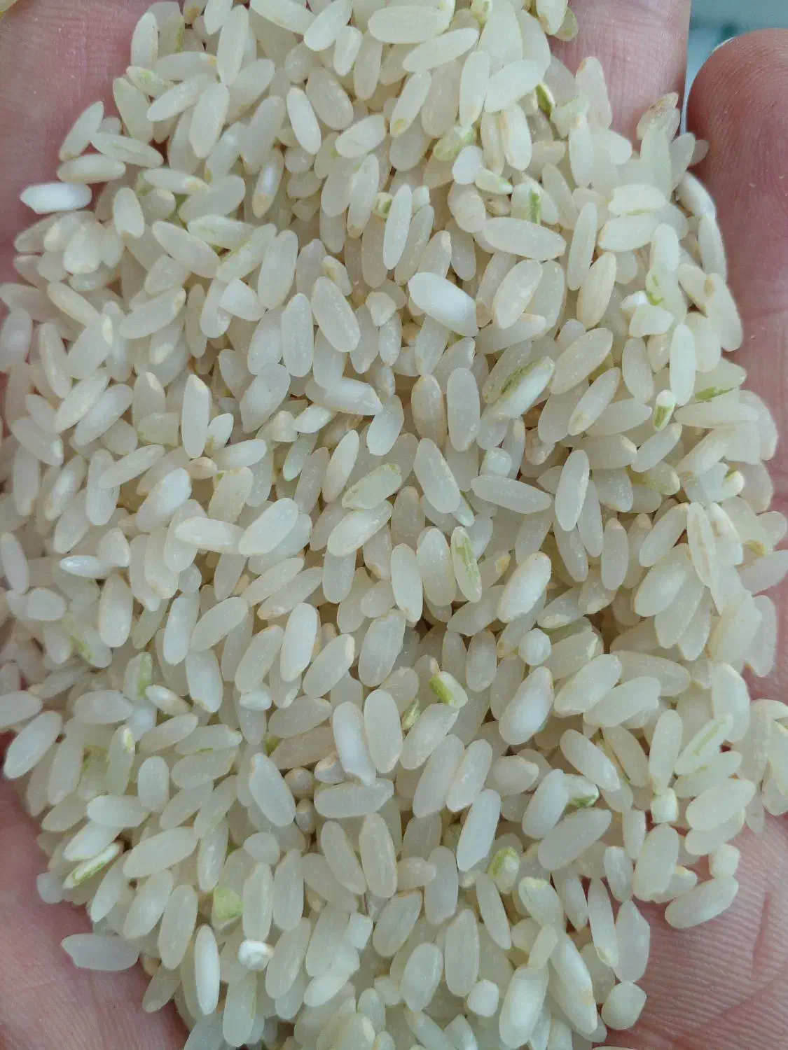 برنج کامفیروز اعلا|خوردنی و آشامیدنی|اصفهان, رکن الدوله شرقی|دیوار