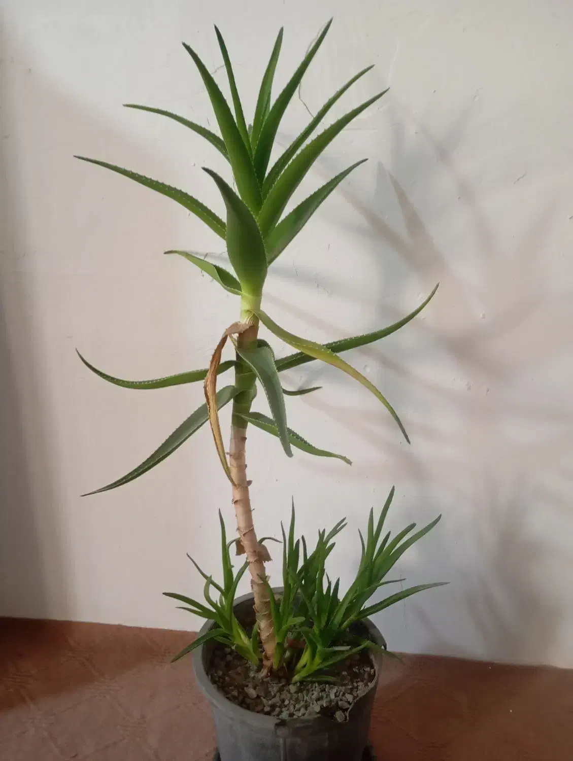 گل الوورا|گل و گیاه طبیعی|بستان آباد, |دیوار