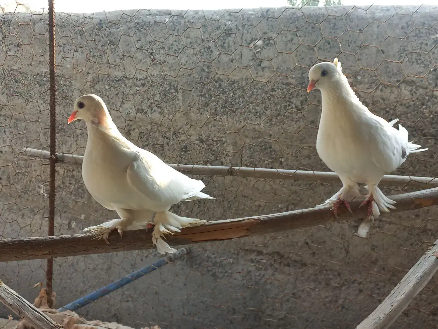 گره زمینی|پرنده|بند زرک, |دیوار