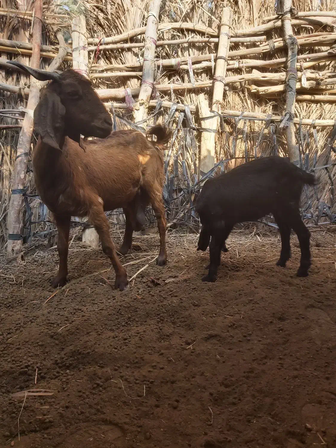 بزو کهره ماده|حیوانات مزرعه|اسماعیلی, |دیوار