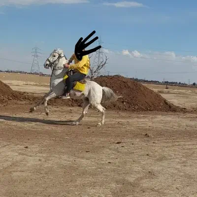 اسب ترکی درجه ۱ سر و دمگیر زیر قیمت|اسب و تجهیزات اسب‌سواری|چهاردانگه (تهران), |دیوار