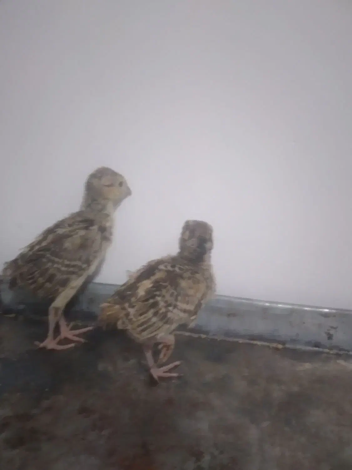 جوجه های زینتی|حیوانات مزرعه|مشگین شهر, |دیوار