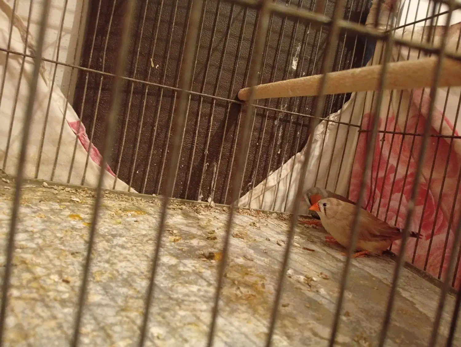 فنج|پرنده|فولادشهر, B6|دیوار