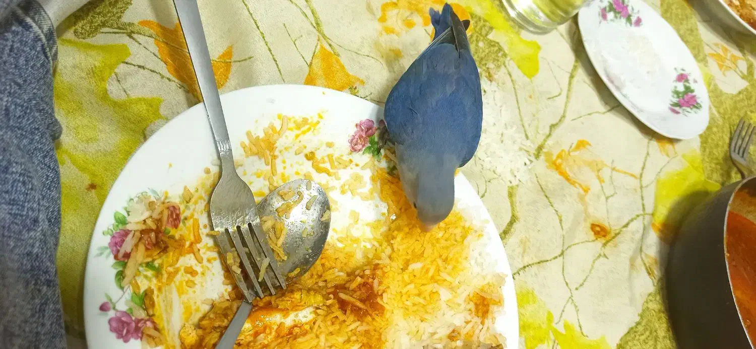 طوطی بریزیلی گم شده|حیوانات|بوکان, |دیوار