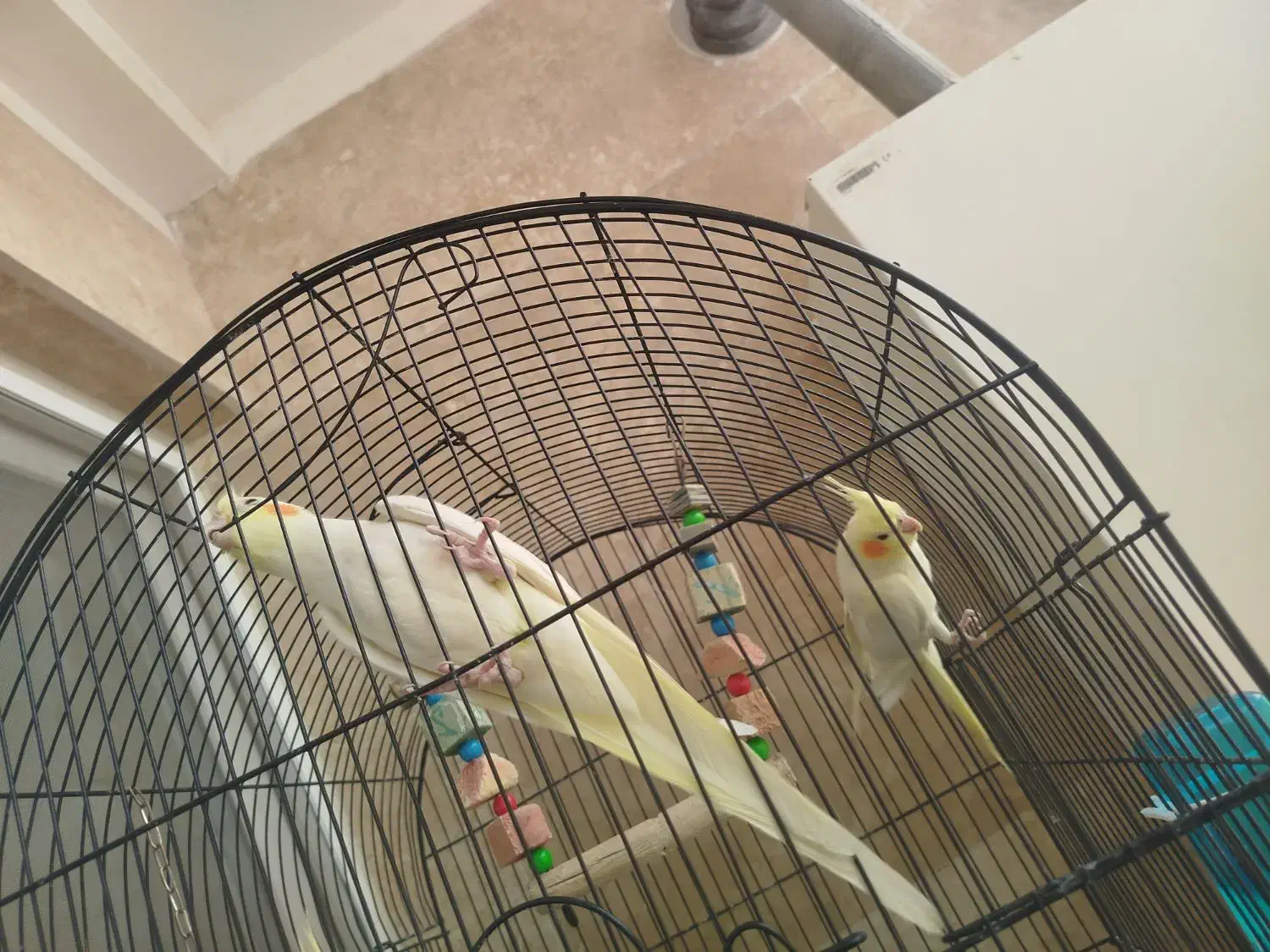 عروس هلندی .قناری|پرنده|قم, انسجام|دیوار