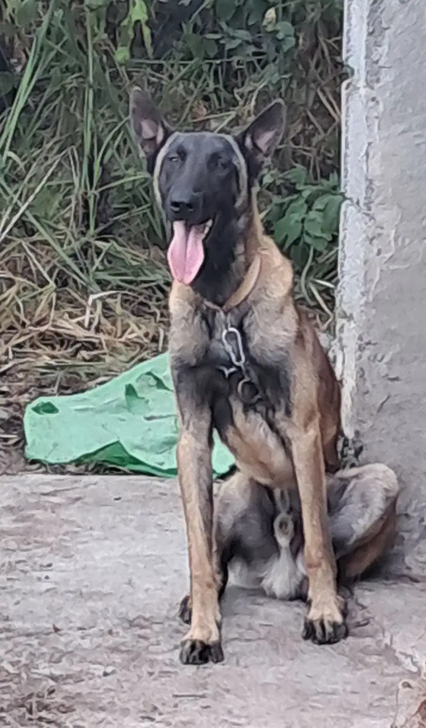 سگ مالینویز مخصوص نگهبانی و گارد نر یک ساله|سگ|سنگر, |دیوار