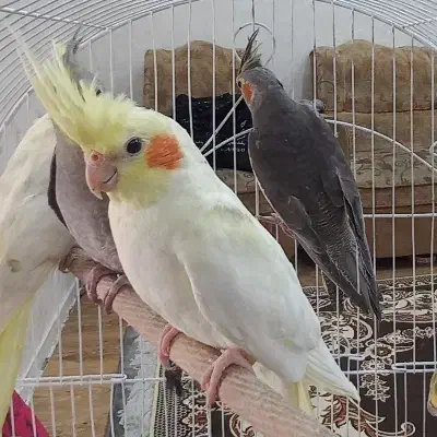 عروس هلندی|پرنده|رشت, حمیدیان|دیوار