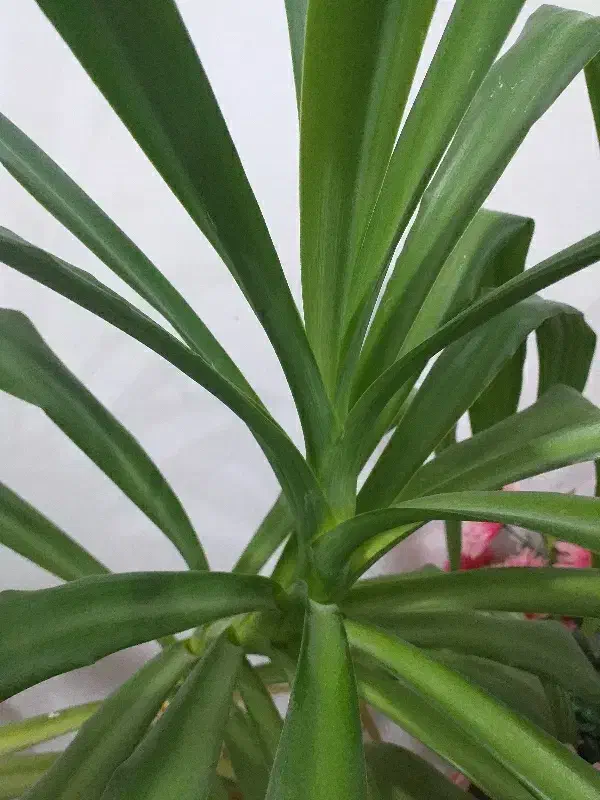 یونجه|لوازم جانبی حیوانات|مریوان, |دیوار