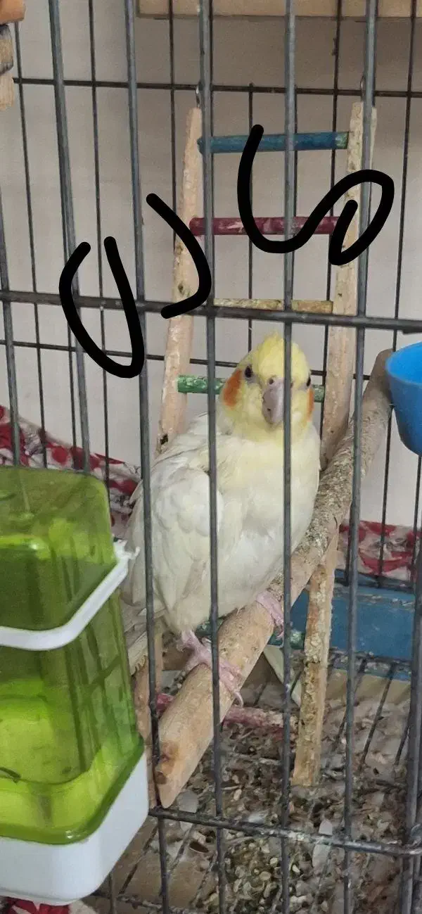 عروس هلندی جفت مولد|پرنده|پاکدشت, پاکدشت (مامازند)|دیوار