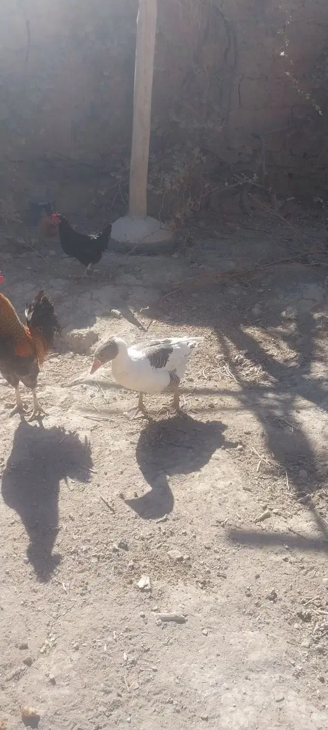 غاز محلی|حیوانات مزرعه|شراء, |دیوار