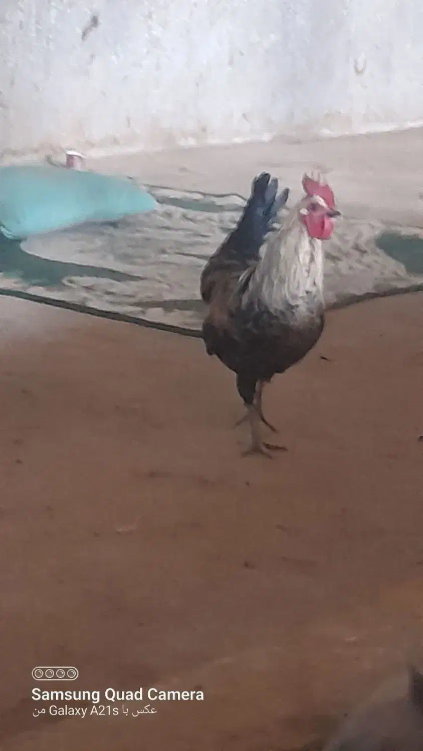 خروس لری|حیوانات مزرعه|بروجرد, |دیوار