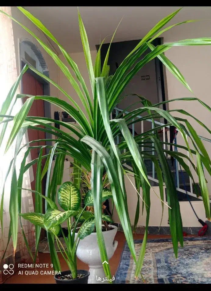 گل پاندانوس زیبا|گل و گیاه طبیعی|کازرون, |دیوار