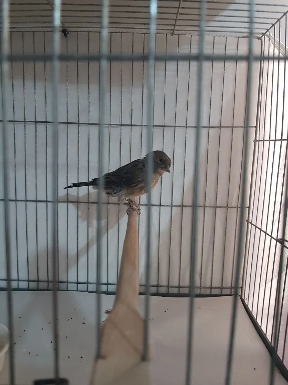 قناری ماده نگرو|پرنده|تهران, جیحون|دیوار