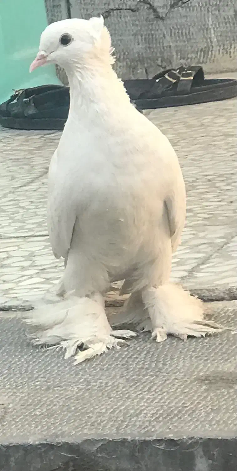 کبوتر ماده راعب معاوضه با زاغ|پرنده|شاهین‌شهر, شهرک گلدیس|دیوار