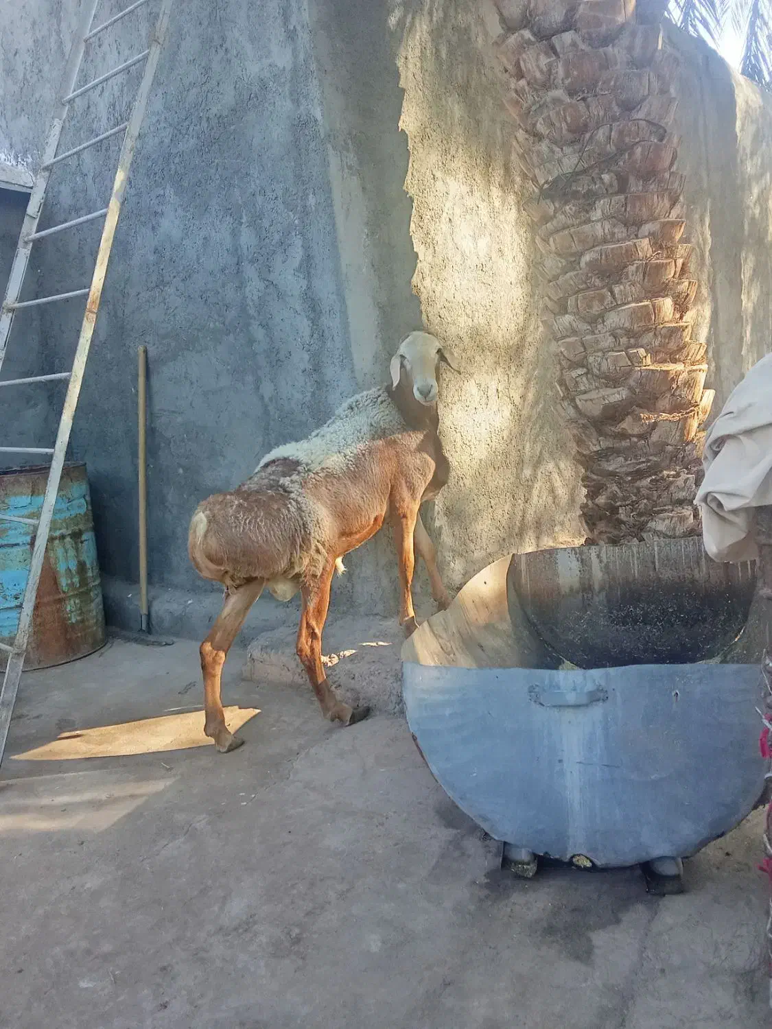 یک عدد قوچ بزرگ فروشی|حیوانات مزرعه|نرماشیر, |دیوار