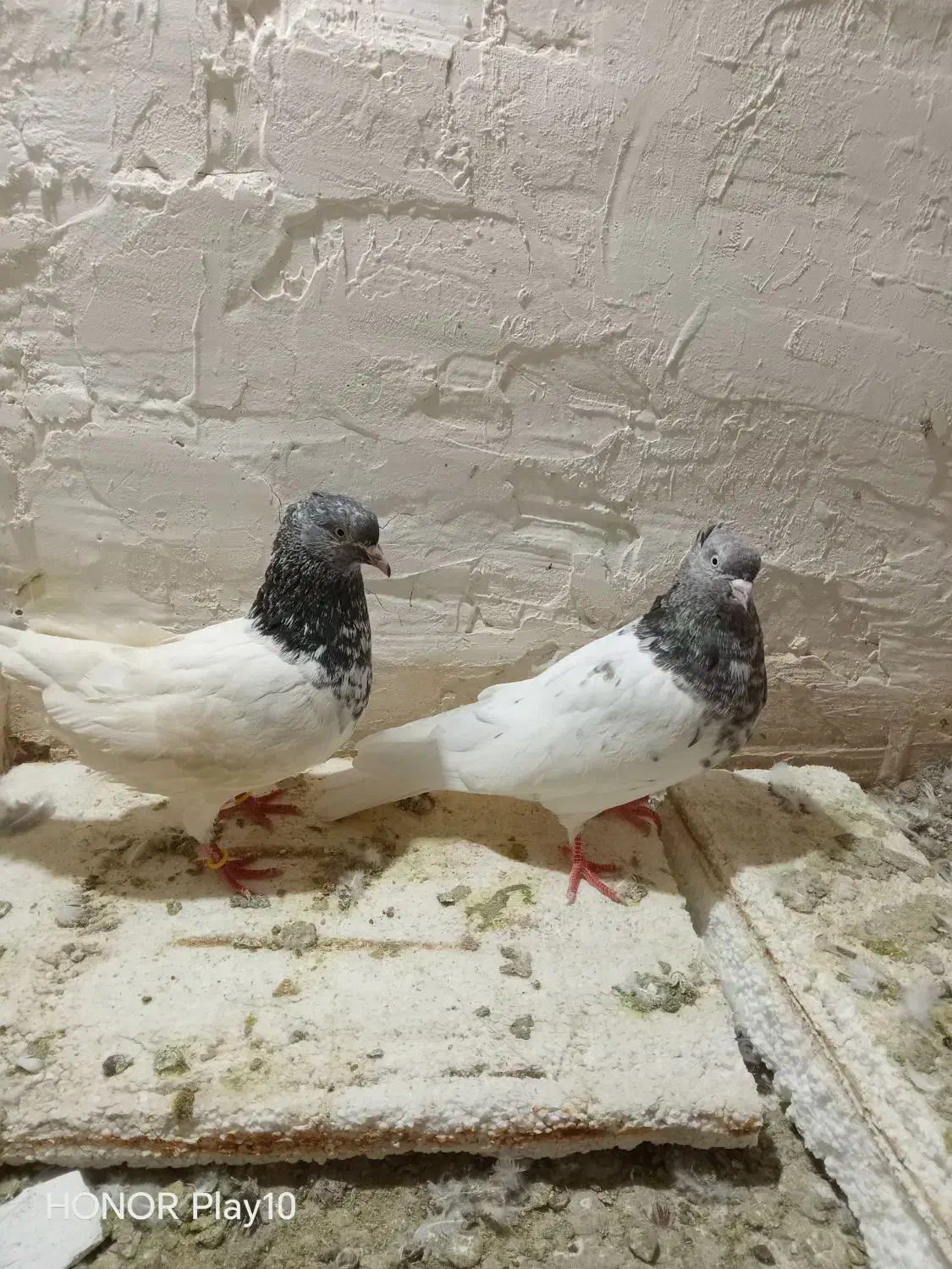 کبوتر|پرنده|نیشابور, فضل|دیوار