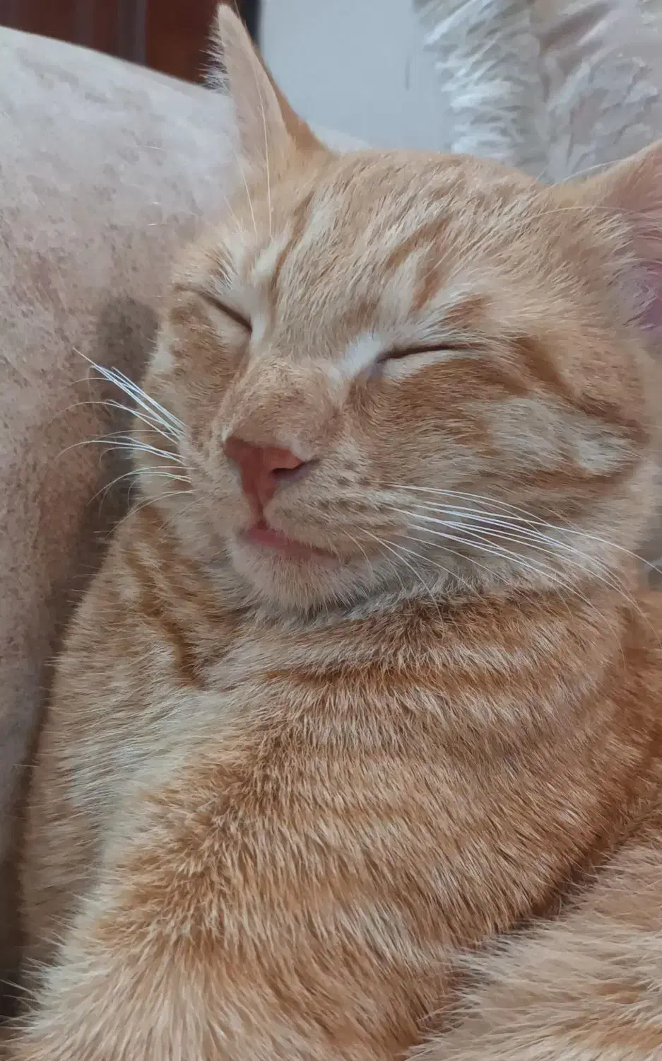 واگذاری گربه|گربه|اسلامشهر, شهرک سالور|دیوار