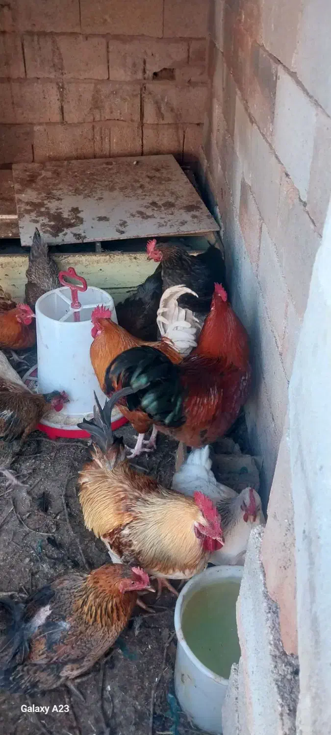 خروس محلی|حیوانات مزرعه|باسمنج, |دیوار