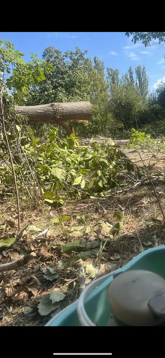 خریددرختان خشک|خدمات باغبانی و درختکاری|تبریز, |دیوار