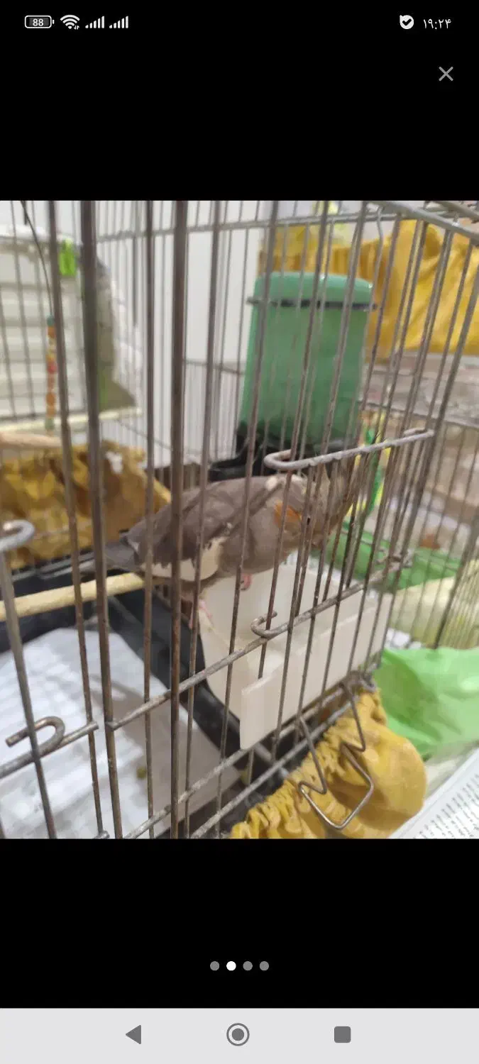 پرنده عروس هلندی|پرنده|تهران, شهرک خرازی|دیوار