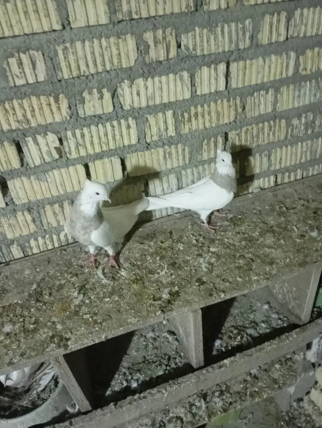 جفت آبی 2500جفت آجری 3تمن جفت لیمویی اجری 3تومان|پرنده|چرام, |دیوار