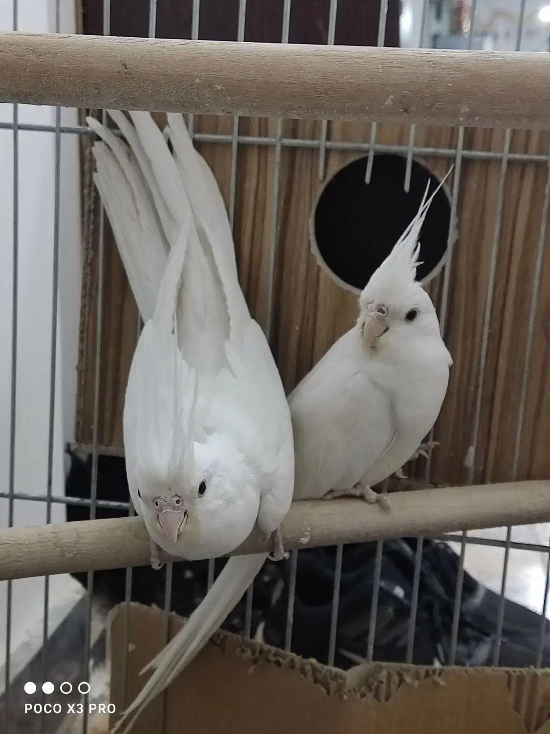 عروس البینو|پرنده|بوکان, |دیوار