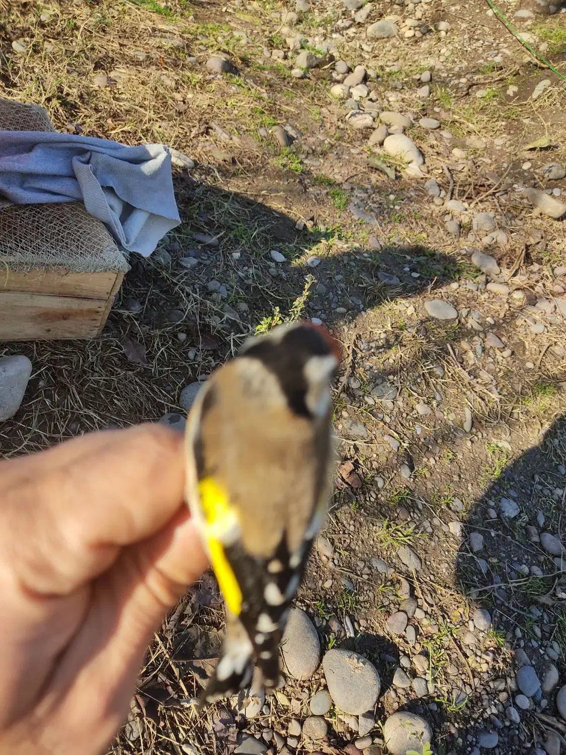 سهره نروماده|پرنده|رشت, رشتیان|دیوار