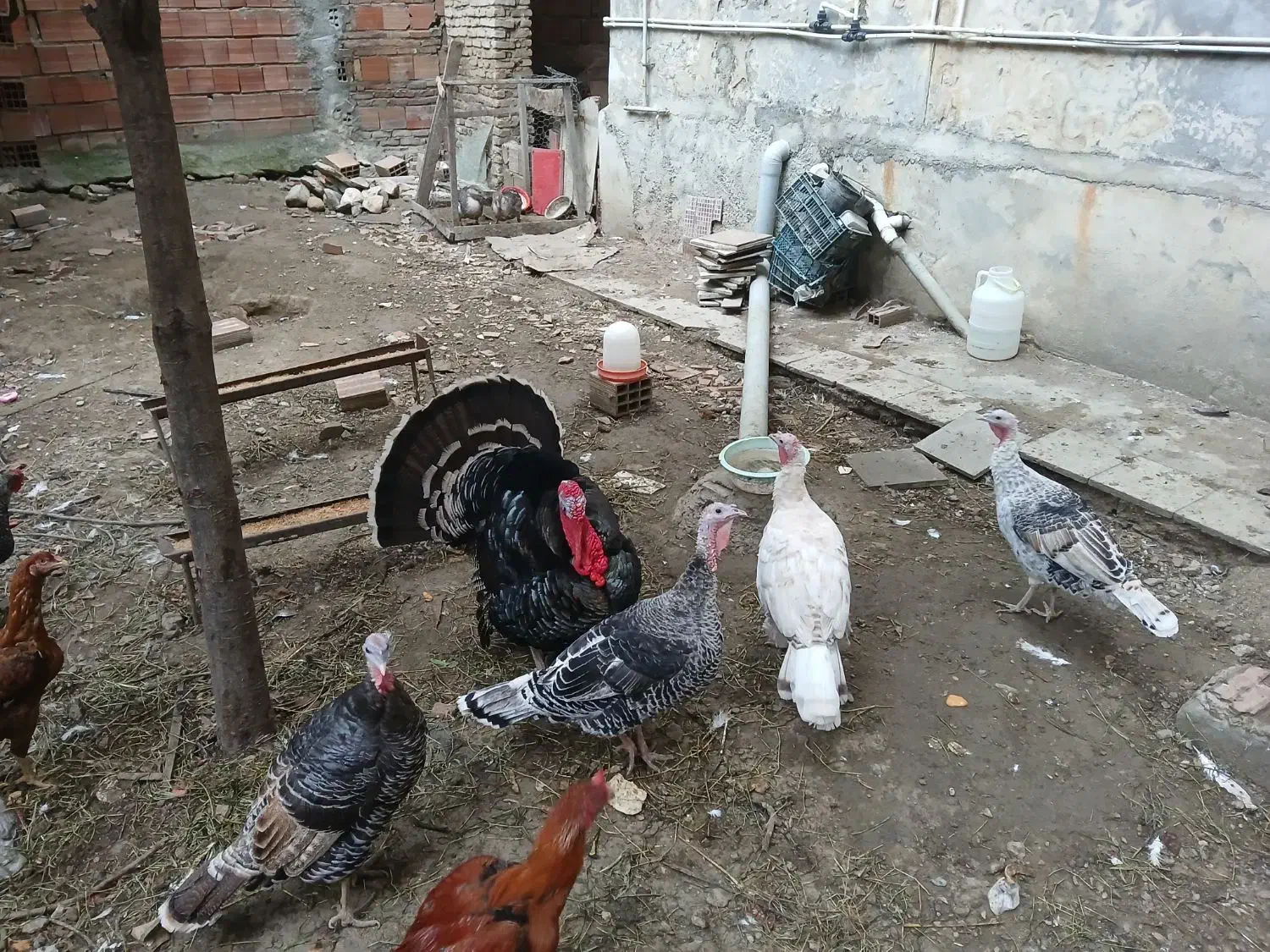 بوقلمون نر و ماده|حیوانات مزرعه|گلوگاه, |دیوار