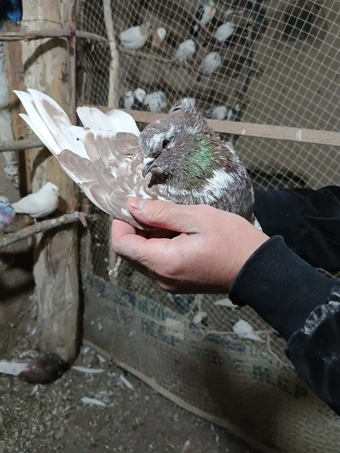 گرگانی و تهرانی سر و کله دار|پرنده|اردبیل, |دیوار