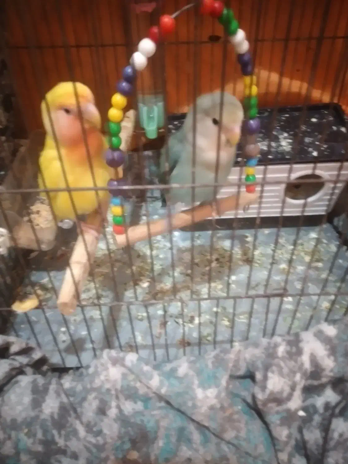 پرنده طوطی برزیلی|پرنده|کرمانشاه, |دیوار