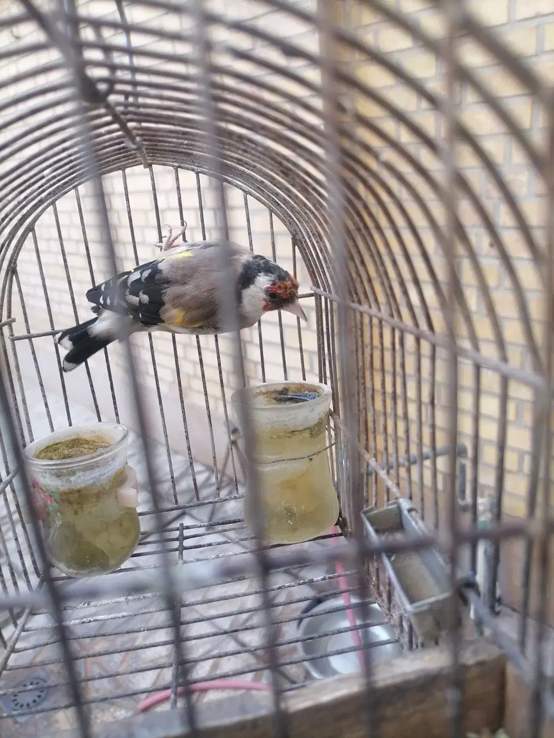 سهره دهن دار|پرنده|مرودشت, ابوذر جنوبی|دیوار