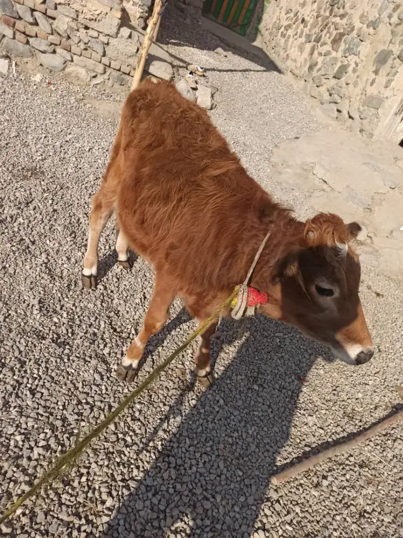 گاو محلی|حیوانات مزرعه|صومای برادوست, |دیوار