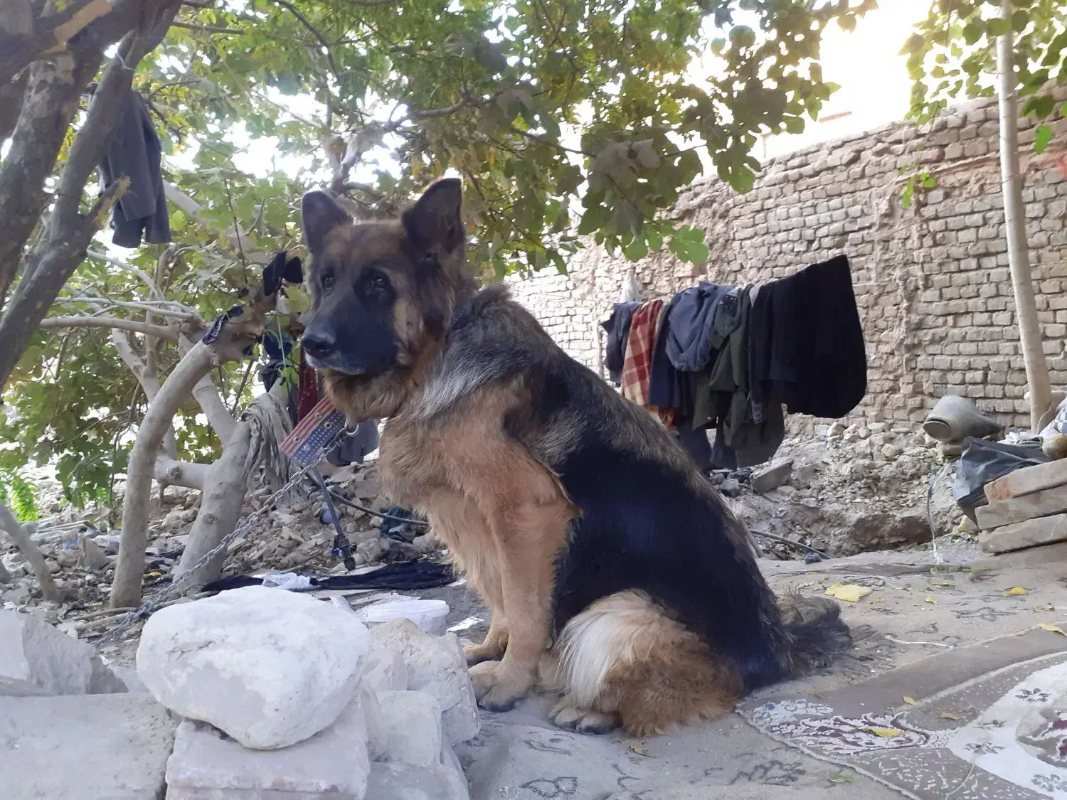 واگذاری سگ ژرمن اصلی واکسن زده|سگ|سبزوار, قاضی زاد|دیوار