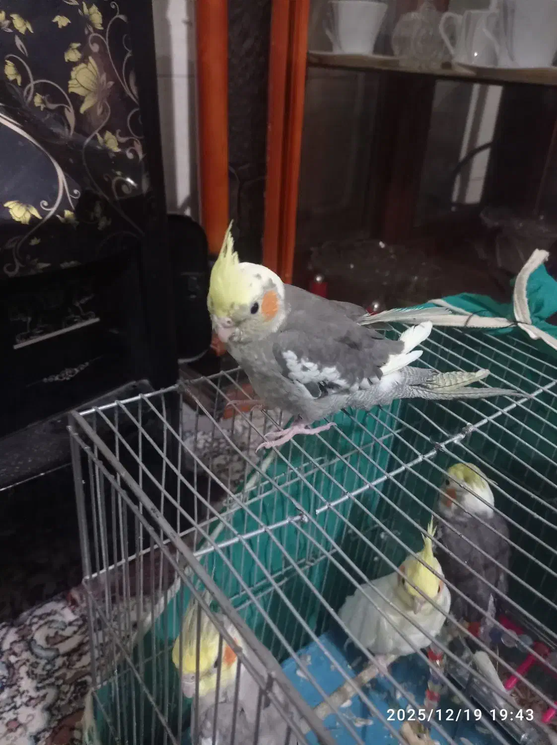 جوجه عروس|پرنده|کرمان, |دیوار